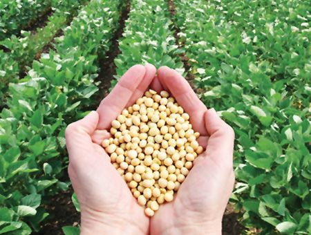 alimentación, agricultura