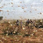 Locust plague in Africa