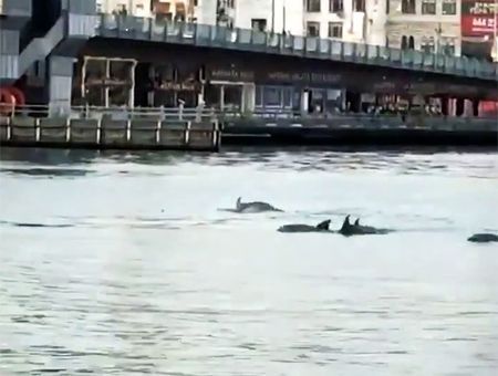 Istanbul, dolphins next to Galata Bridge