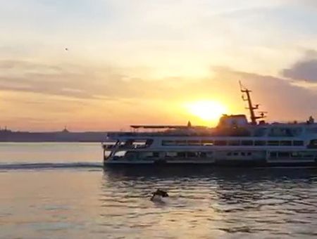 Istanbul, dolphins at sunset