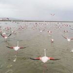 Turkey, flamingos in a lake in Konya