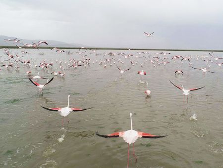 Turkey, flamingos in a lake in Konya