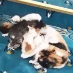 Istanbul, cat with kittens in a mosque