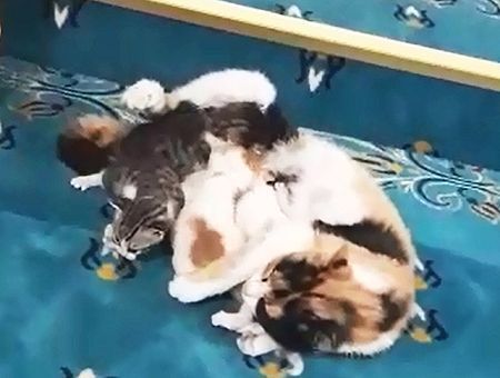 Istanbul, cat with kittens in a mosque