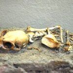 Istanbul, cat skeleton of ancient Constantinople