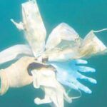 Istanbul, contamination in Bosphorus by maks and gloves