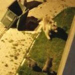 Turkey, bear with cubs in a city