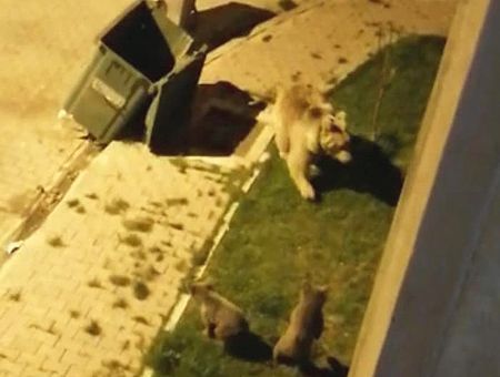 Turkey, bear with cubs in a city