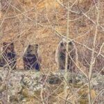 Turkey, bears in the Black Sea region