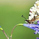 Turkey, butterfly in Lake Van