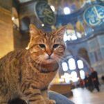 Istanbul, Hagia Sophia's cat