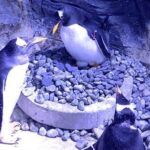 Istanbul, penguins in the Aquarium