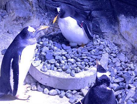 Istanbul, penguins in the Aquarium