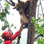 Turkey, bear rescued from a tree