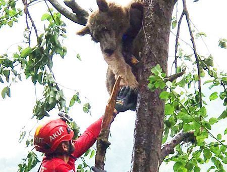 Turkey, bear rescued from a tree