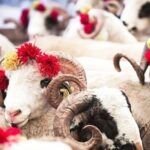 Turkey, Feast of Sacrifice
