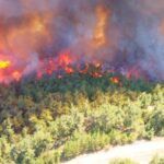 Turkey, forest fire in Gallipoli