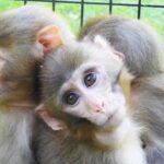 Turkey, monkeys in a zoo