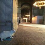 Istanbul, cat living in Hagia Sophia