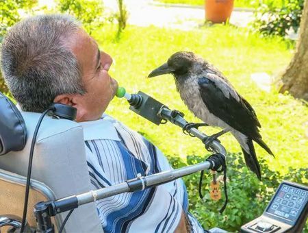 İzmir, friendship between quadriplegic and crow