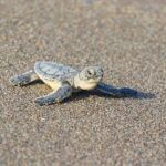 Turkey, baby turtle