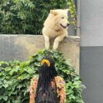 Istanbul, Rocky the viral dog with Halsey