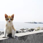 Istanbul, stray cat