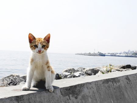 Istanbul, stray cat