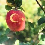 A fruit with the image of the flag of Turkey