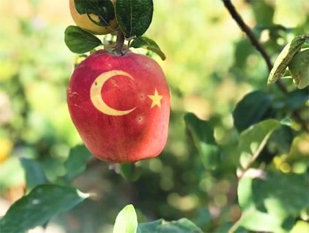 A fruit with the image of the flag of Turkey