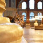 Istanbul, Gli the cat of Hagia Sophia