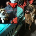 Earthquake in İzmir, cat rescued by dog