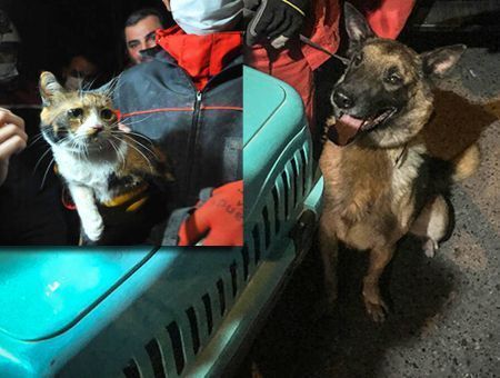 Earthquake in İzmir, cat rescued by dog