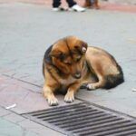 Turkey, dog looking a sewer