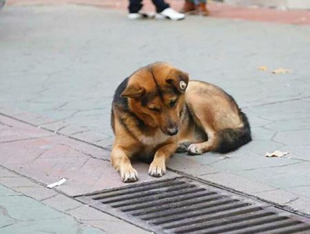 Turkey, dog looking a sewer