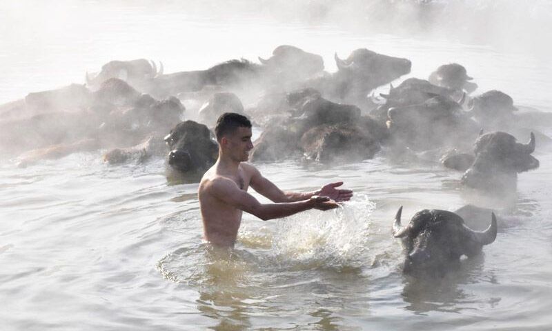 Turkey, buffaloes in hot springs