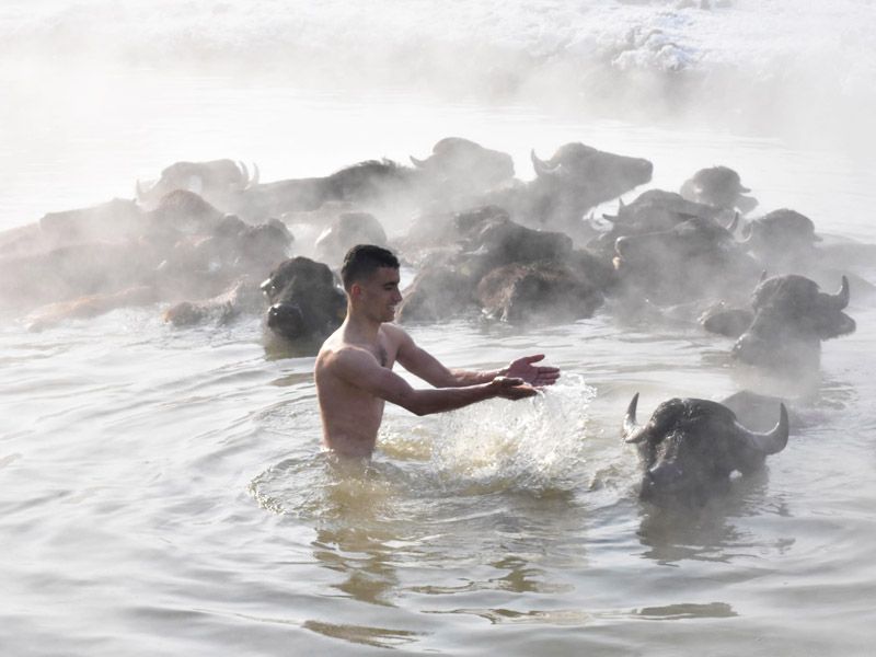 Turkey, buffaloes in hot springs