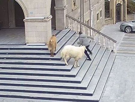 Turkey, sheep "attack" in Nevşehir