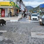 Turkey, wild boars in Marmaris