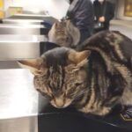 Istanbul, cats in the subway