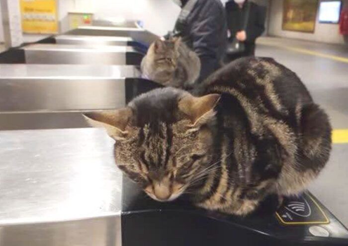 Istanbul, cats in the subway