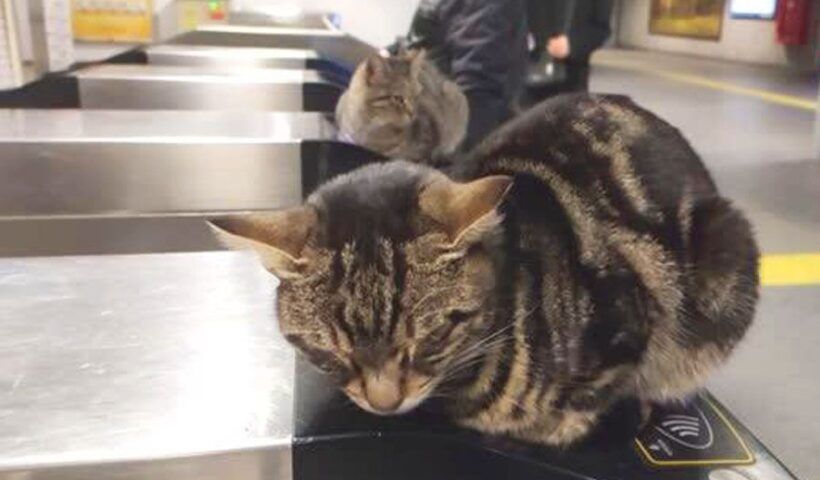 Istanbul, cats in the subway