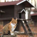 Turkey, city of cats