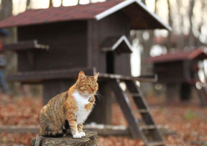 Turkey, city of cats