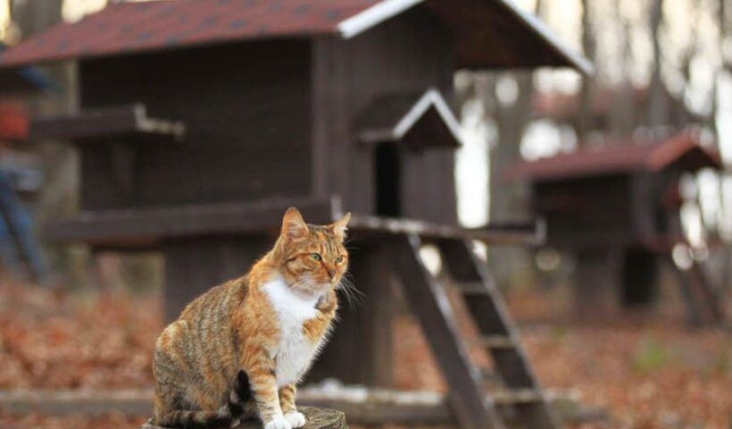 Turkey, city of cats