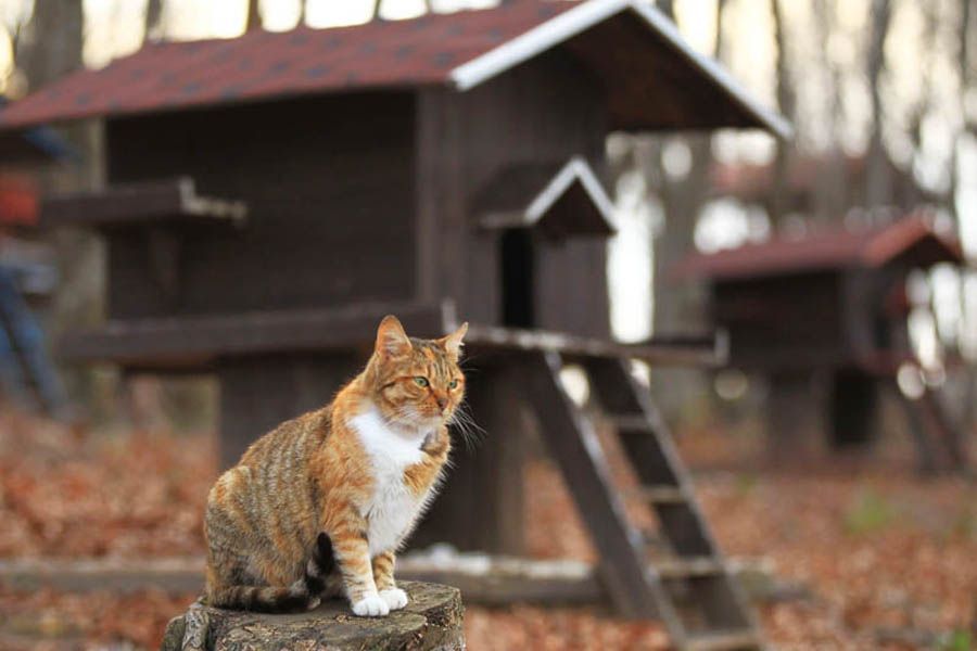 Turkey, city of cats
