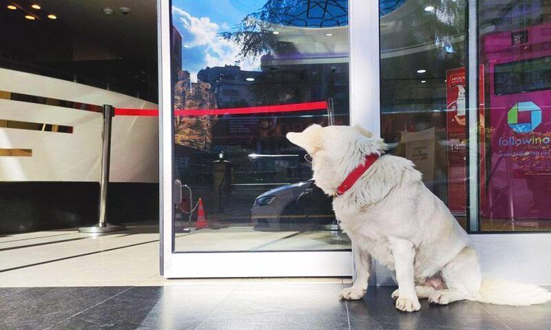 Turkey, dog wait for his owner at hospital