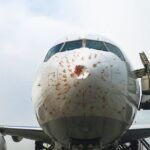 Turkish Airlines plane collides with birds