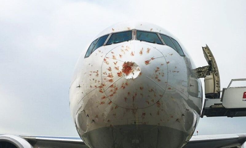 Turkish Airlines plane collides with birds