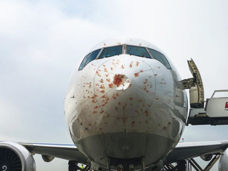 Turkish Airlines plane collides with birds